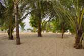Palmtrees on "our" beach.